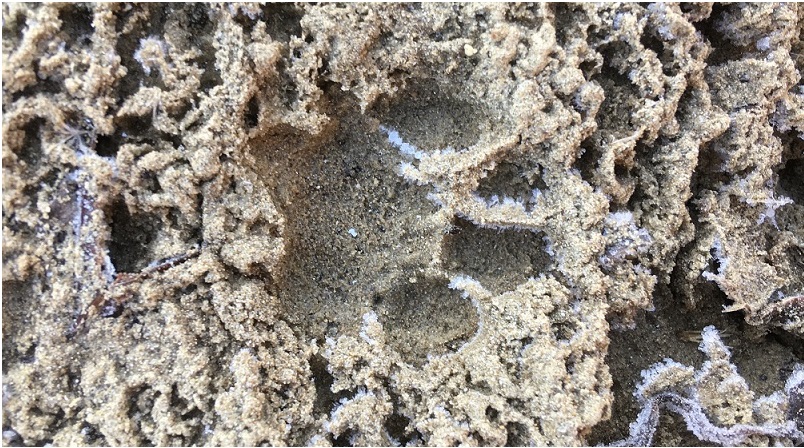 Natural Tracking immagine orma di gatto