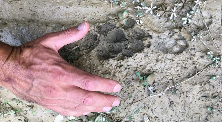 Natural Tracking Certificazione sulle tracce degli animali